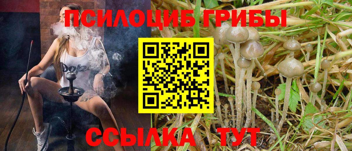что такое   Видное  Галлюциногенные грибы Psilocybine cubensis  Псилоцибиновые грибы мухоморы 